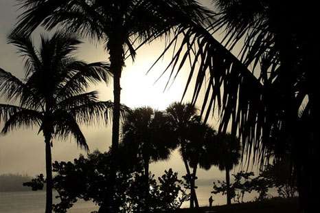 Port-St-Lucie palm trees